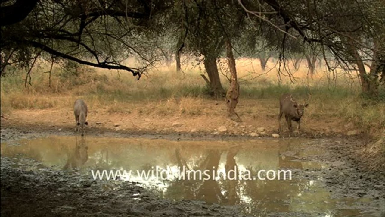 1949.Sambhar at Slopka water hole, Sariska national park.mov