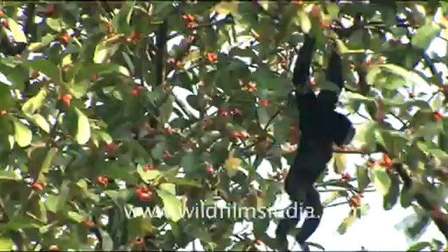 1950.Hoolock Gibbon swinging from branches in Dello Village.mov