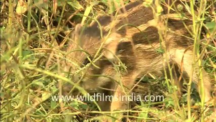 1956.Piglet in Sariska wildlife sanctuary.mov
