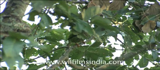 1964.Lineated Barbet in Jim Corbett national Park.mov