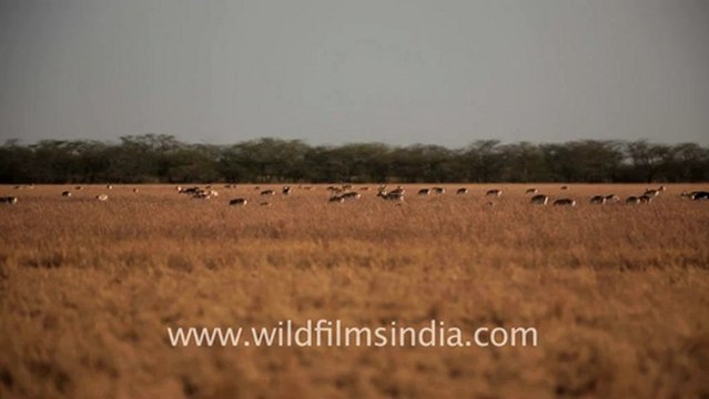 1965.Velavadar Blackbuck National Park.mov
