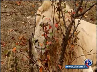 اُسود أفريقية بيضاء اللون