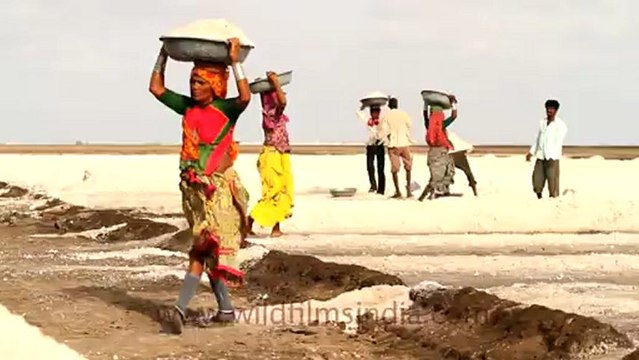 1973.Salt workers in Rann of Kutch, Gujrat.mov