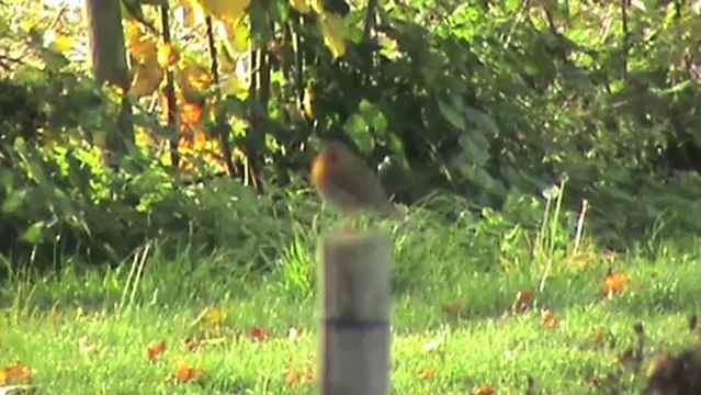 Züge bei Unkel am Rhein, Alpha Trains BR145, BR151, 2x DBAG BR185, Railion BR185, 4x BR425