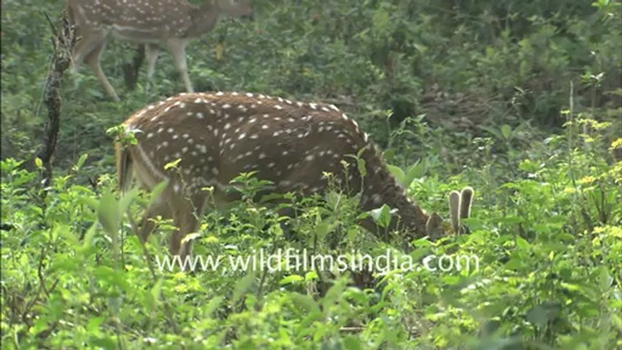 1978.Spotted Deer & jackal in Corbett National Park.mov