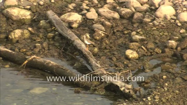 1980.Birds in Corbett national park.mov