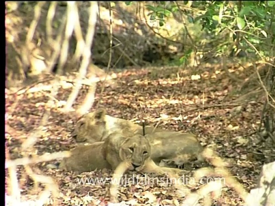 1983.Lioness Hangover.mov