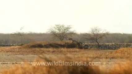 1988.Wolf in Velavadar National Park.mov
