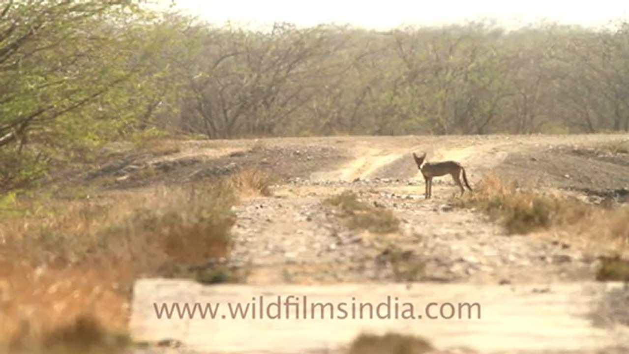 1990.Wolf (Canis lupus) in India.mov