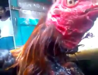 Ideal Pakistan زندگی موت صرف اللہ کے ہاتھ میں ہے