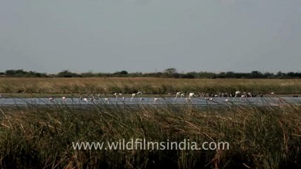 1999.Group of Flamingos in Gujarat.mov