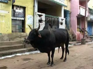 Indian Street Cows!