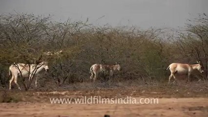 2000.Group of Wild Ass in Little Rann of Kutch.mov