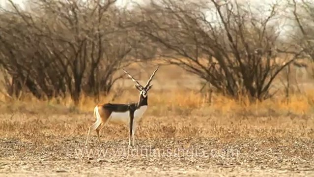 2015.Black buck in Velavadar Black Buck National Park.mov