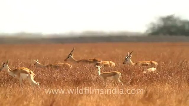 2014.Female black buck in Velavadar Black Buck National Park.mov