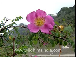 2033.Barren Landscape of Ladakh.mov