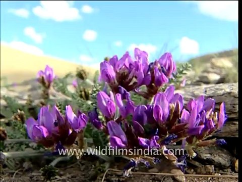 2034.Wild flowers in Spiti.mov