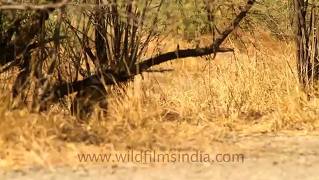 2037.Jungle cat in Velavadar Black buck National Park.mov