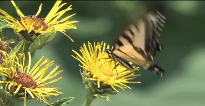 Waterless Car Wash Limpo | Absolutely Eco-friendly