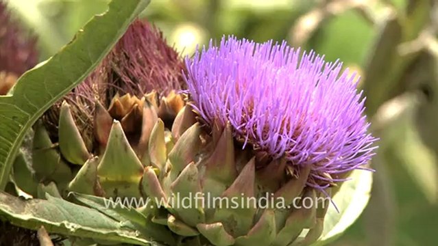 2055.Artichoke flowers and fruit.mov