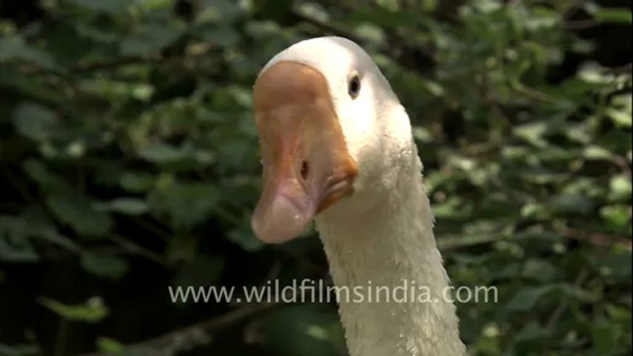 2096.Duck.mov