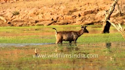 2098.Sambar deer fawn in water.mov