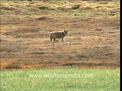 2122.Wolf eating dead marmot in Spiti....mov