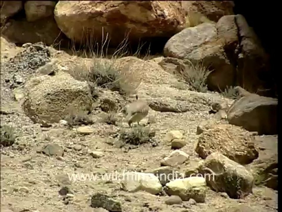 2130.Chukor (Alectoris chukar).mov