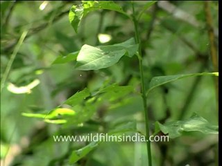 2139.Spider in the web.mov