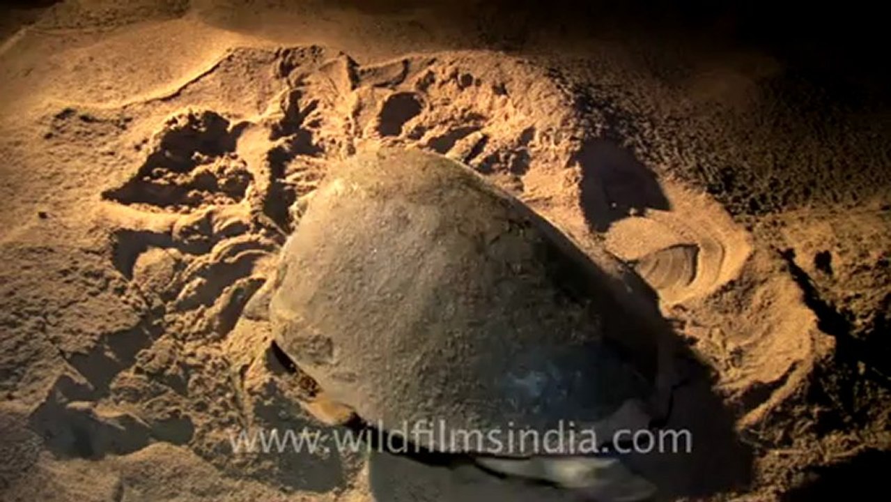 2149.Olive Ridley Turtle on sand.mov
