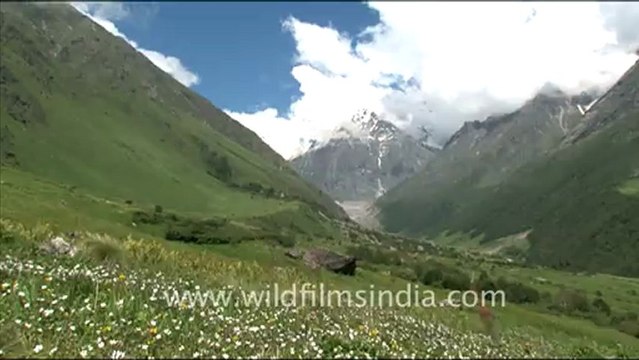 2194.Valley full of flowers in Uttarakhand.mov