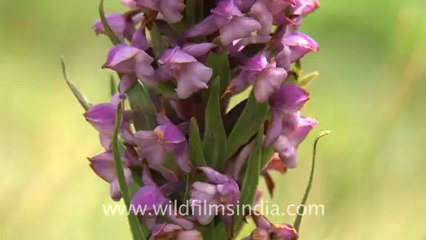 2216.Bistorta flowers in a wild mountain valley.mov