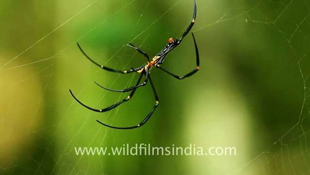 2240.Colorful spider hanging from its web.mov