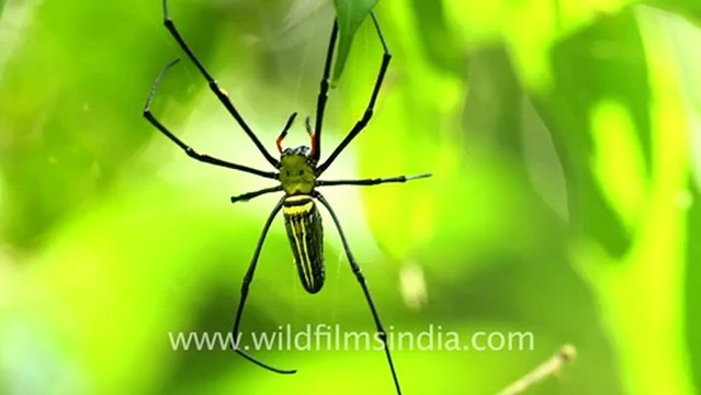 2242.Spiders in Assam.mov
