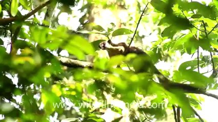 2243.Giant squirrel lying on a branch.mov