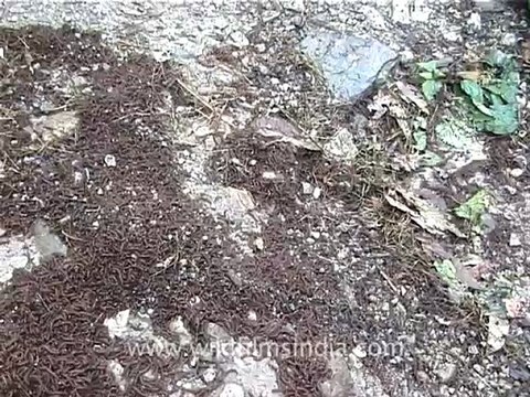 2269.Masses of worms in the Himalaya!.mov