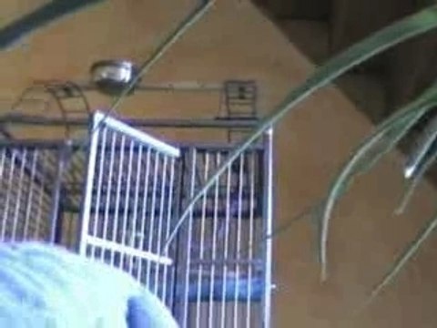 perroquets gris du gabon