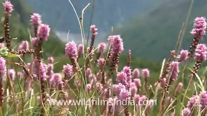 2345.Bistorta flowers.mov