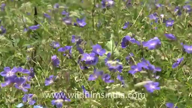2377.Geranium wallichianum with Rataban peak!.mov