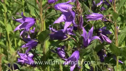 2381.Jacob's ladder (Polemonium caeruleum).mov