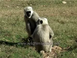 2416.Lunch time - Langur.mp4