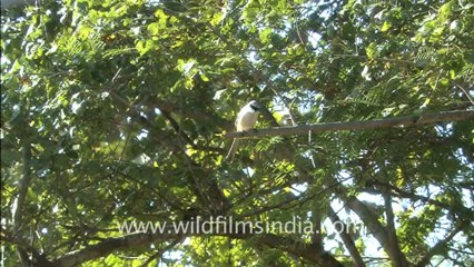 2423.Bay-backed Shrike or Lathora.mov