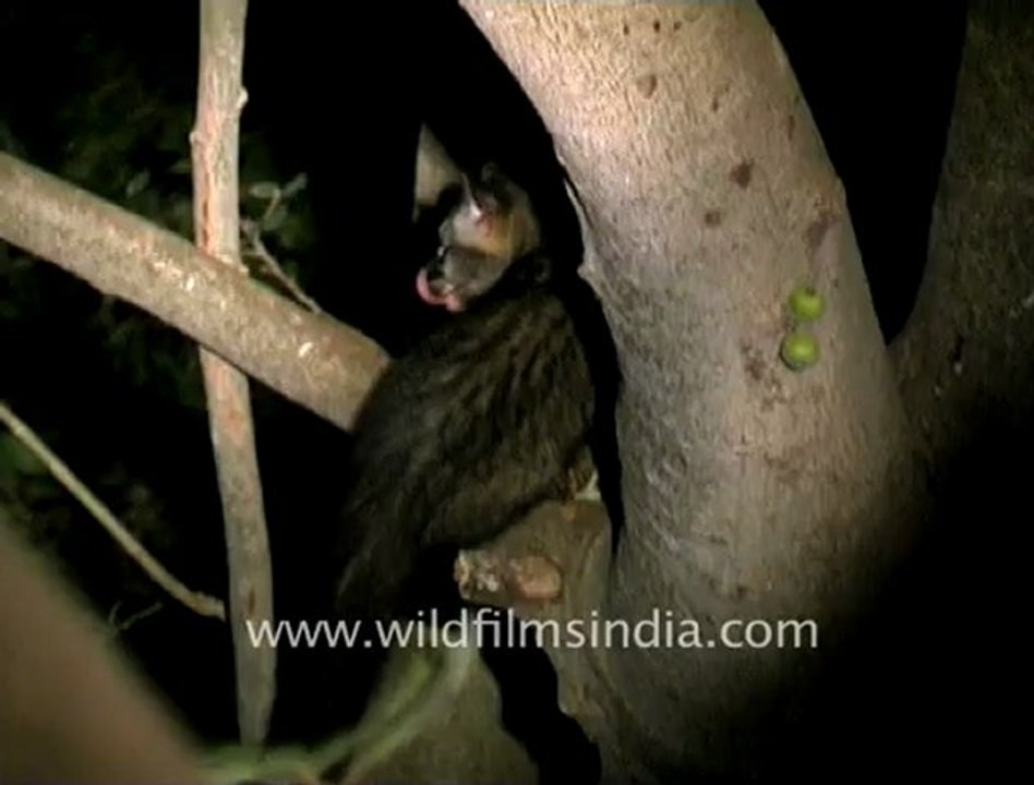 2431.Asian Palm Civet (Paradoxurus hermaphroditus).mov