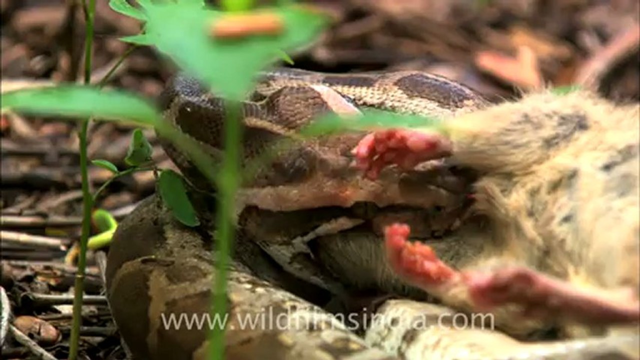 2442.Python eating rat at Panna national park.mov