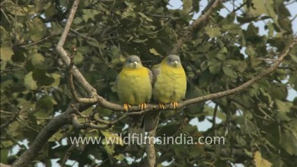 2450.Cute Green Pigeon pair!.mov