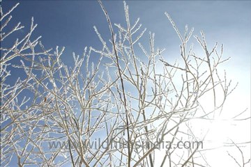2717.Chadar trek up the Zanskar river!.mov