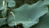 Water droplets falling on Lotus leaves