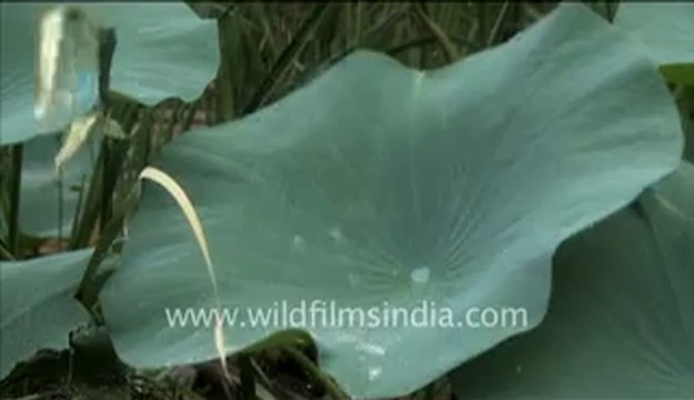 Water droplets falling on Lotus leaves