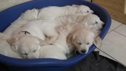chiots golden retriever à 8 semaines