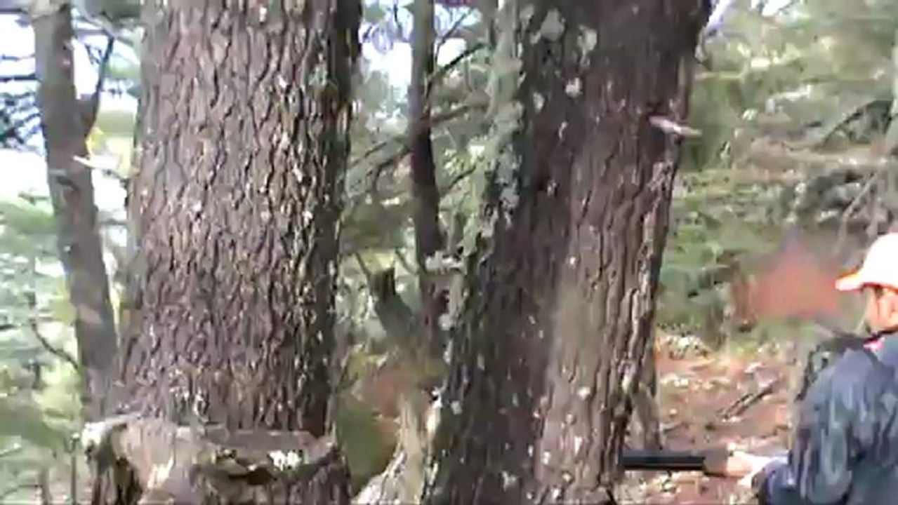 ŞİLA ÇULLUK  PROF.2